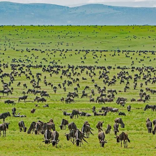 Serengeti National Park Serengeti National Park